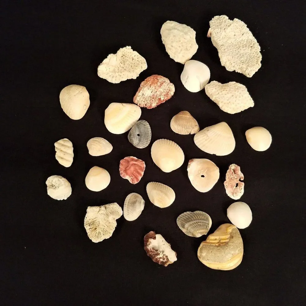 Small Corals & Seashells Arts Crafts Jewelry #8